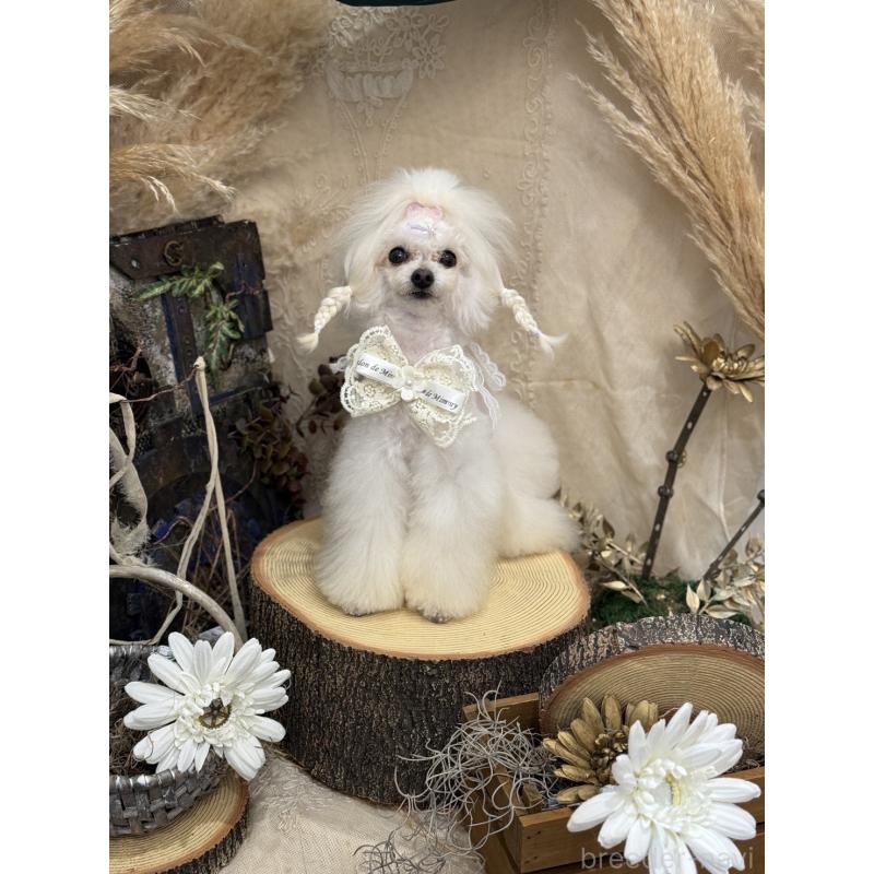 小川智美ブリーダーの詳細の1枚目