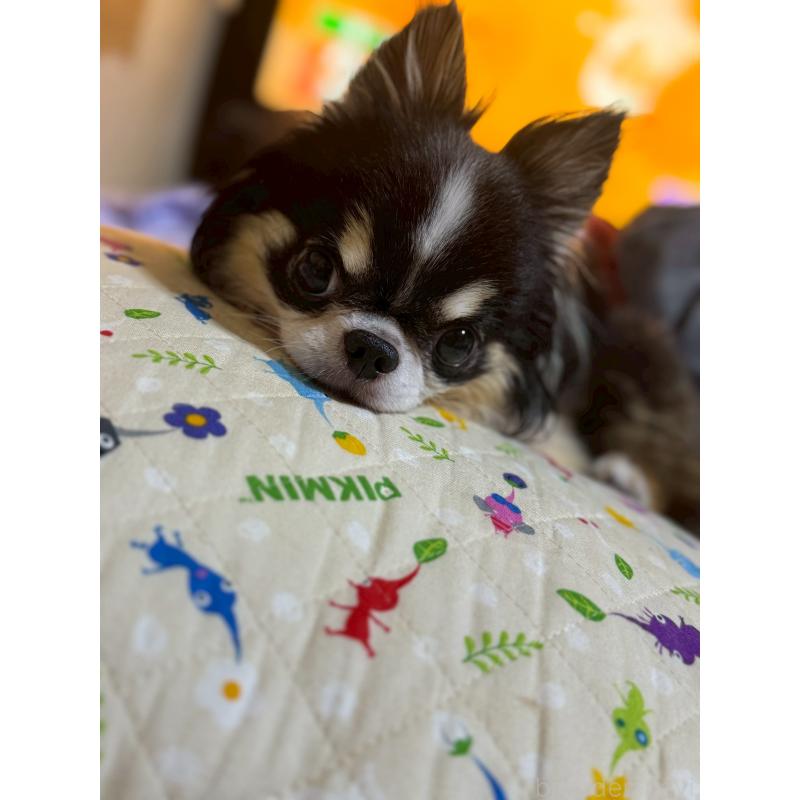 宮城崇ブリーダーの詳細