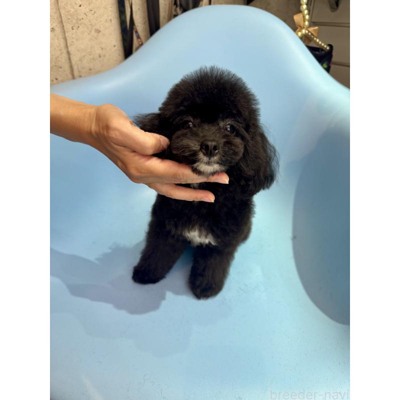 阿部富士絵ブリーダーの詳細の1枚目