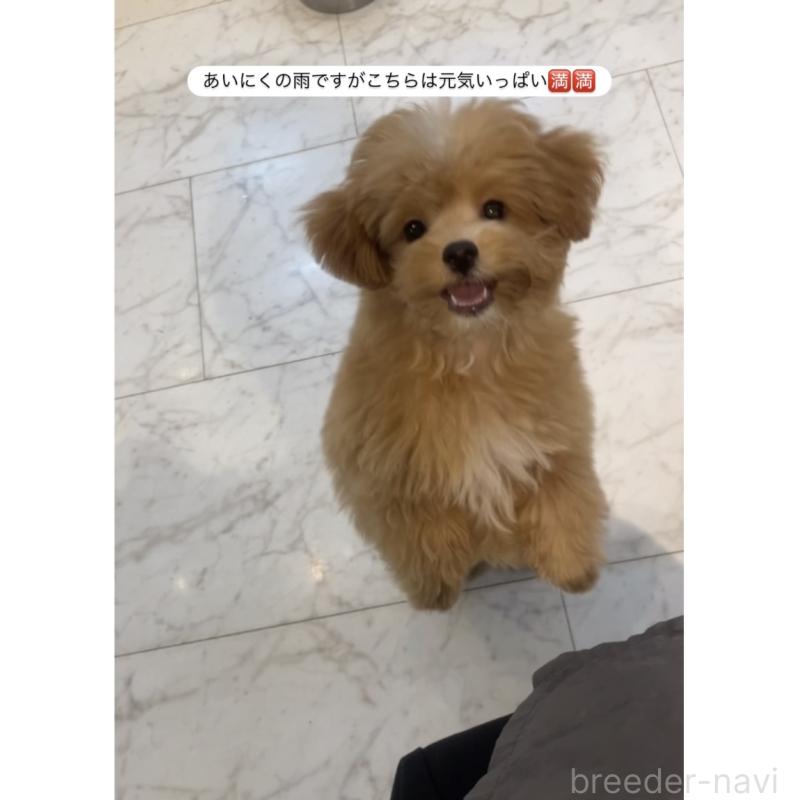 阿部富士絵ブリーダーの詳細