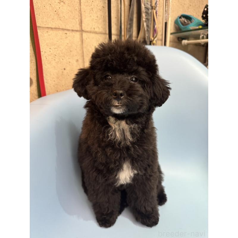 阿部富士絵ブリーダーの詳細