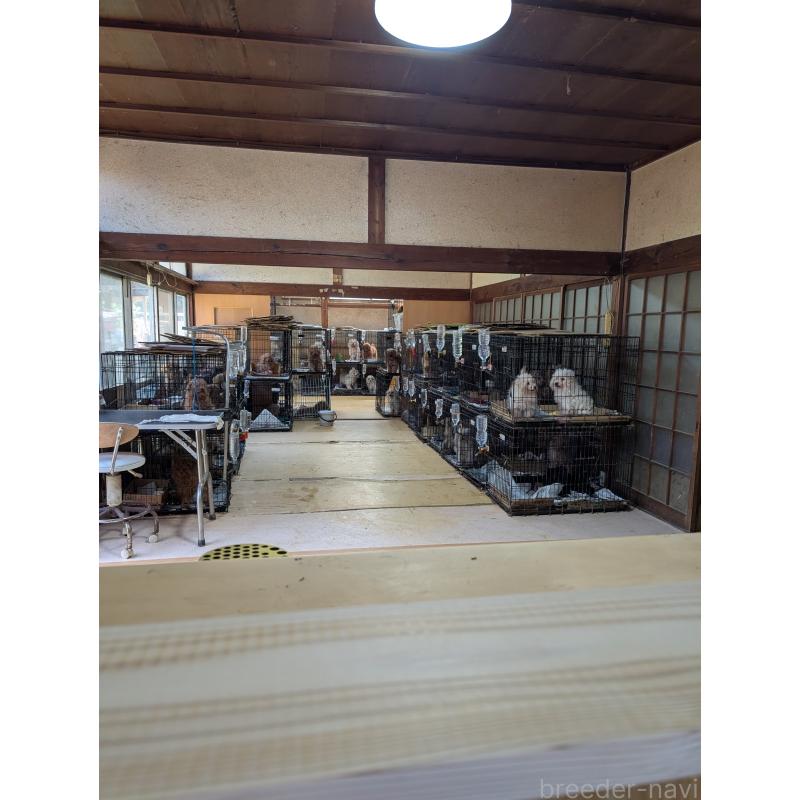 山口道子ブリーダーの詳細