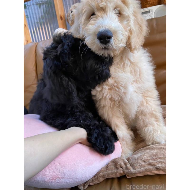 山口道子ブリーダーの詳細