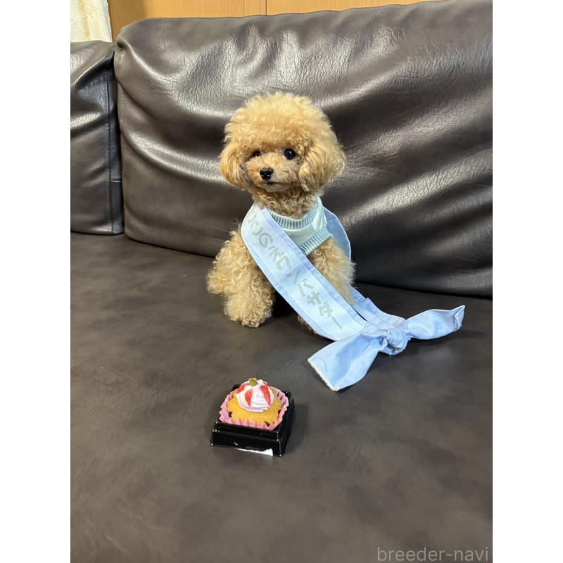 山口道子ブリーダーの詳細の1枚目