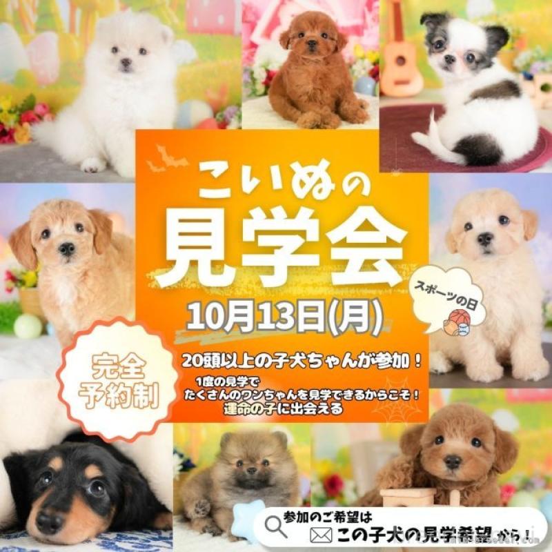 斎藤杏菜ブリーダーの詳細の1枚目