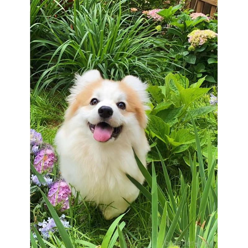 由美子ブリーダーの詳細の1枚目