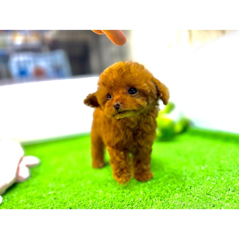 丸野宏大ブリーダーの詳細の1枚目