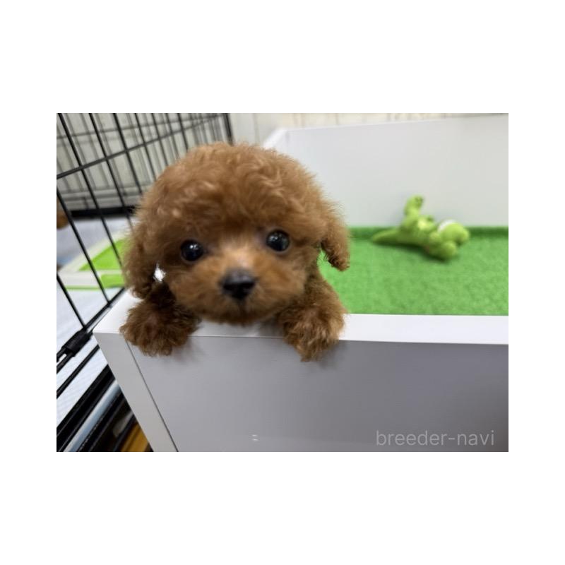 丸野宏大ブリーダーの詳細