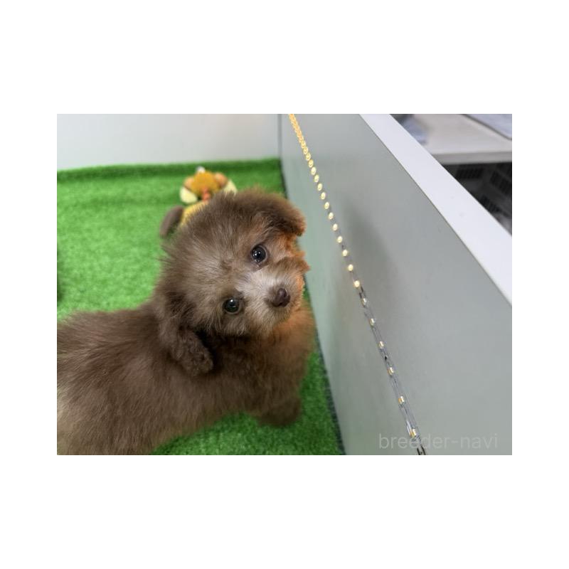 丸野宏大ブリーダーの詳細