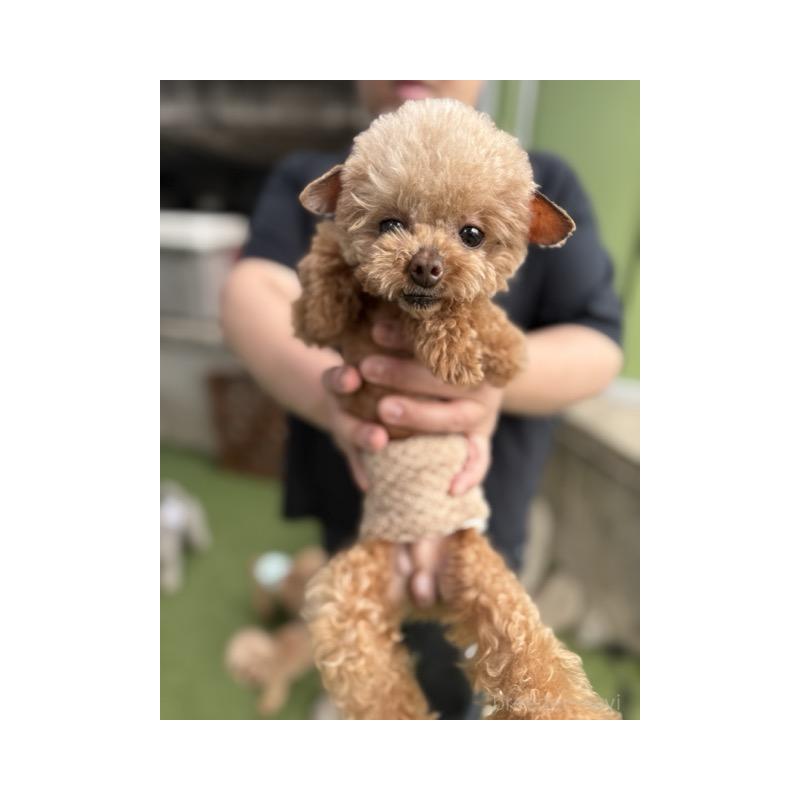 丸野宏大ブリーダーの詳細