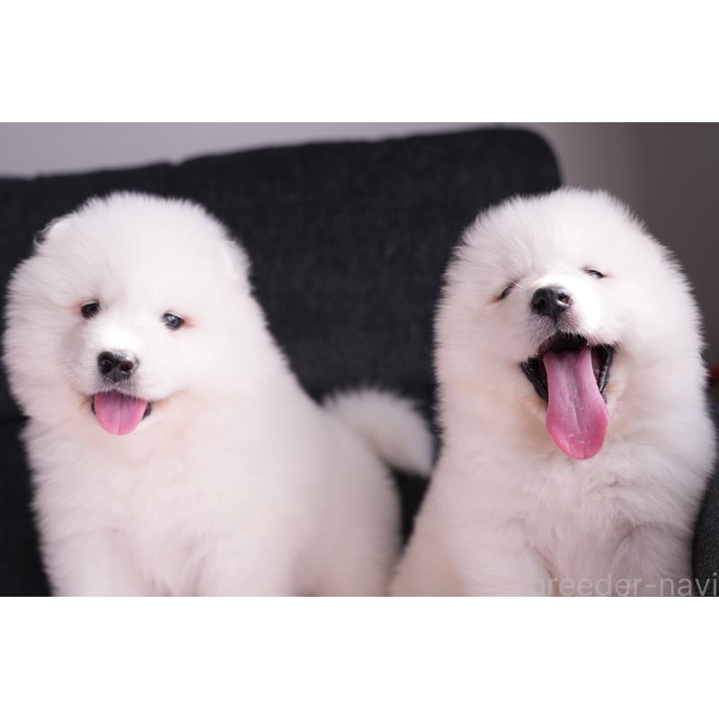 曲越文ブリーダーの詳細