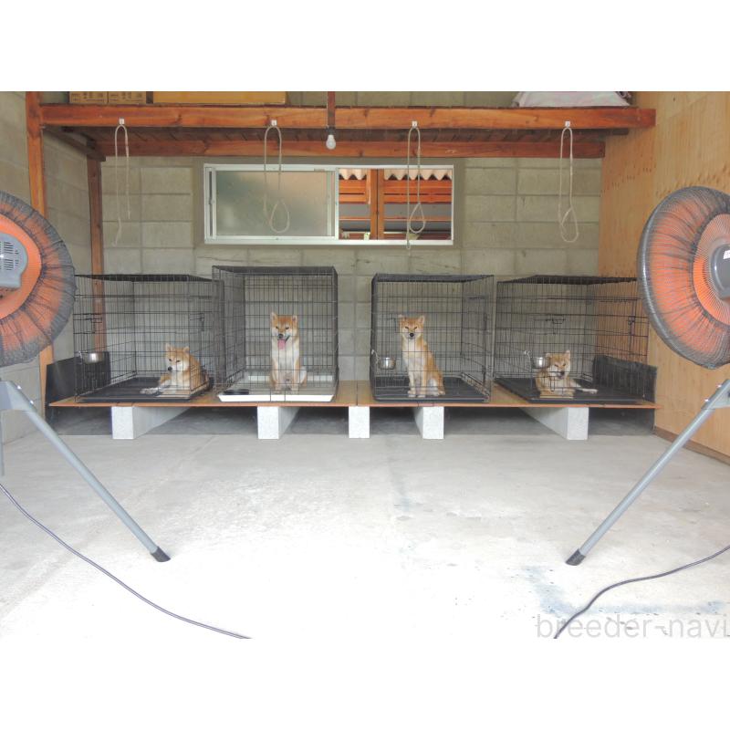 藤原一也ブリーダーの詳細