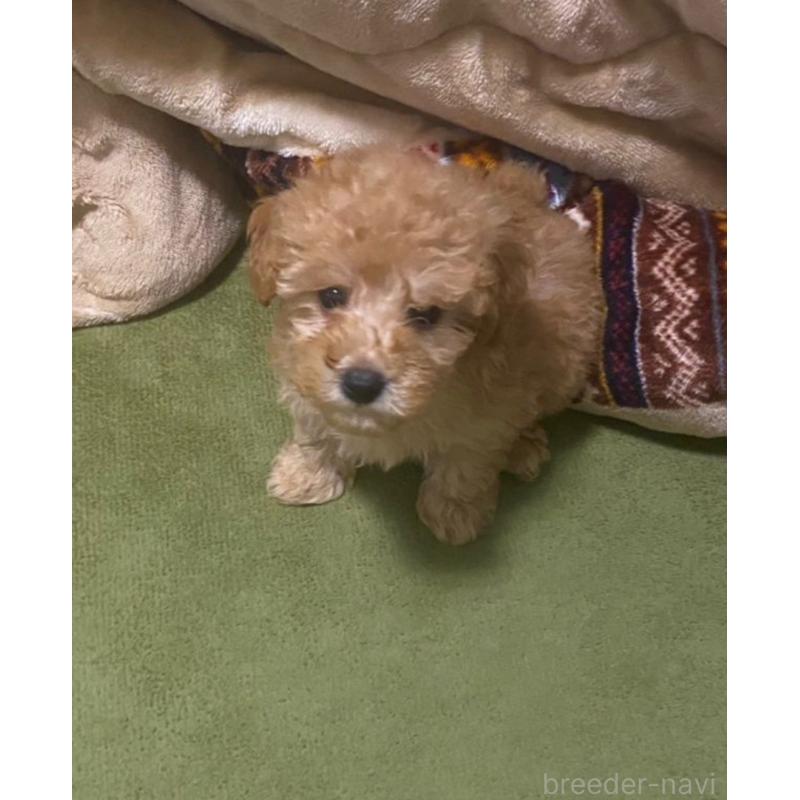 宮本アムロブリーダーの詳細