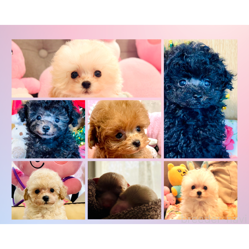 榊原栄太ブリーダーの詳細