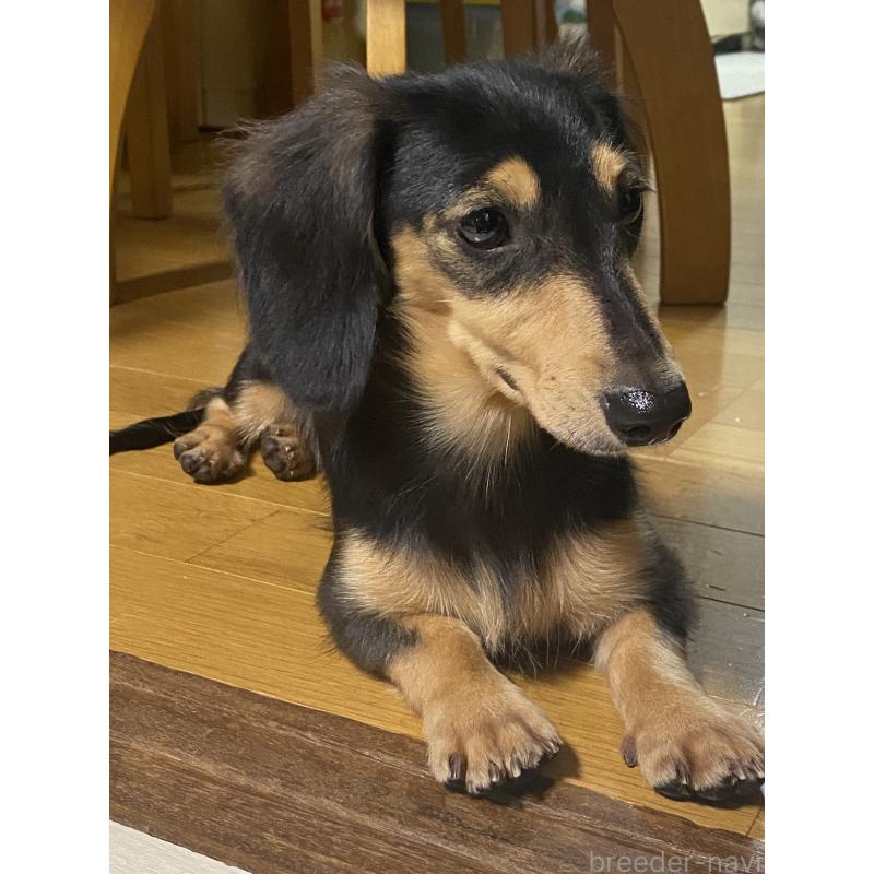 河田彩ブリーダーの詳細