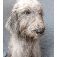 ♀︎ゴールデンドゥードル:ゴールデンレトリーバー×プードル