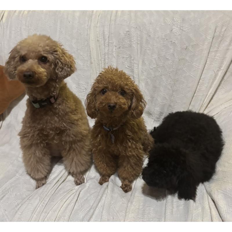 上原光葵ブリーダーの詳細の1枚目