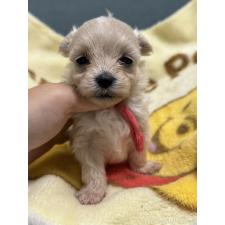 ♀︎マルプー:マルチーズ×トイプードル