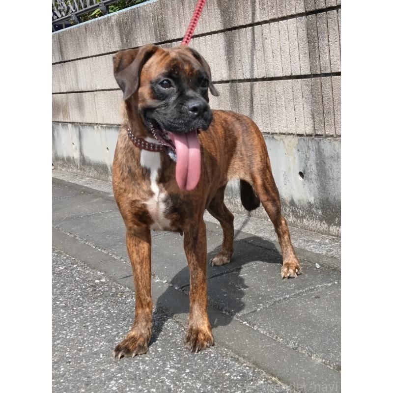 福田貴哉ブリーダーの詳細