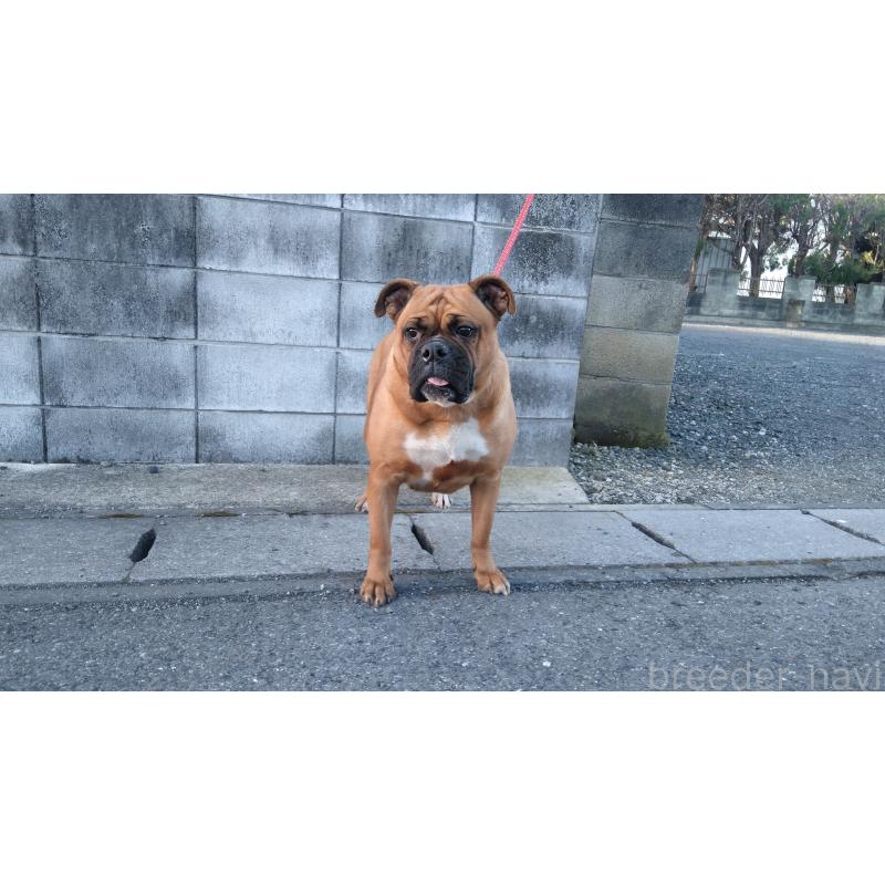 福田貴哉ブリーダーの詳細