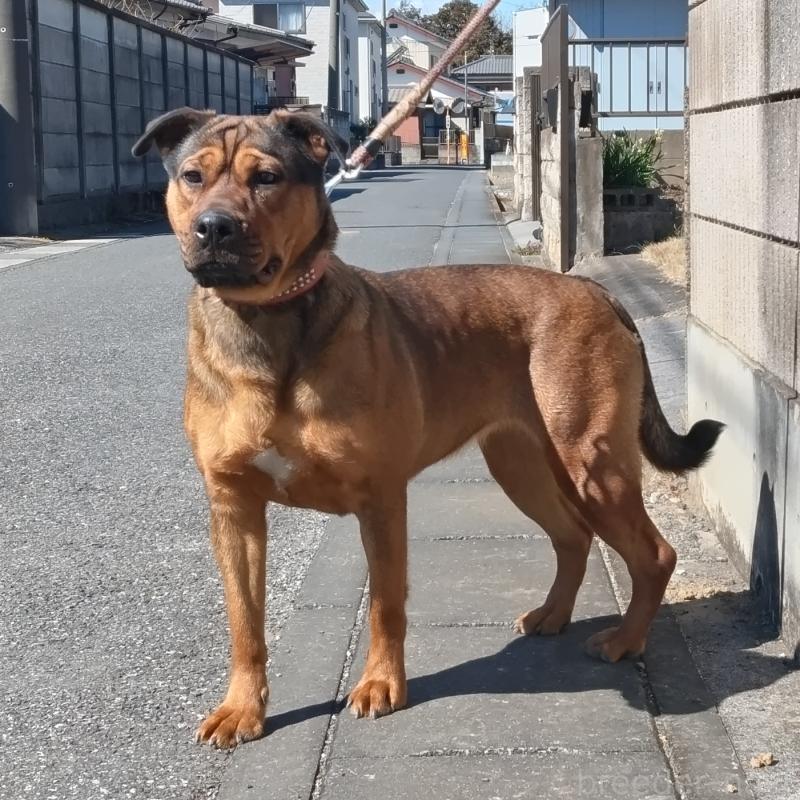 福田貴哉ブリーダーの詳細