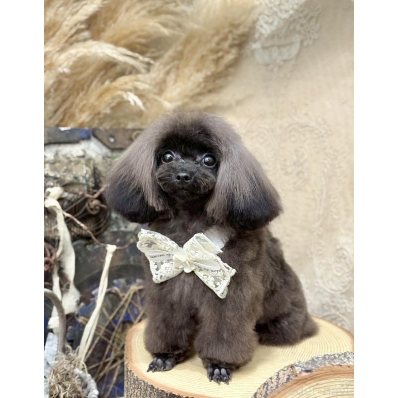 小川智美ブリーダーの詳細