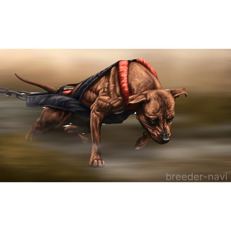 小松達也ブリーダーの詳細の1枚目