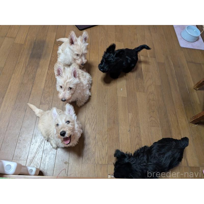 黒川純子ブリーダーの詳細