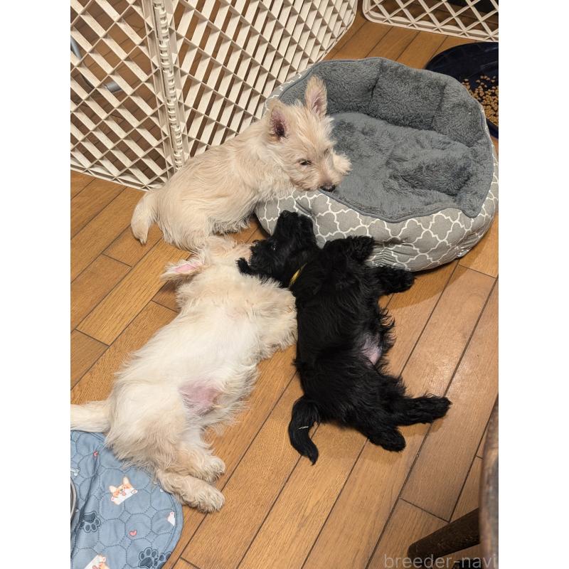 黒川純子ブリーダーの詳細