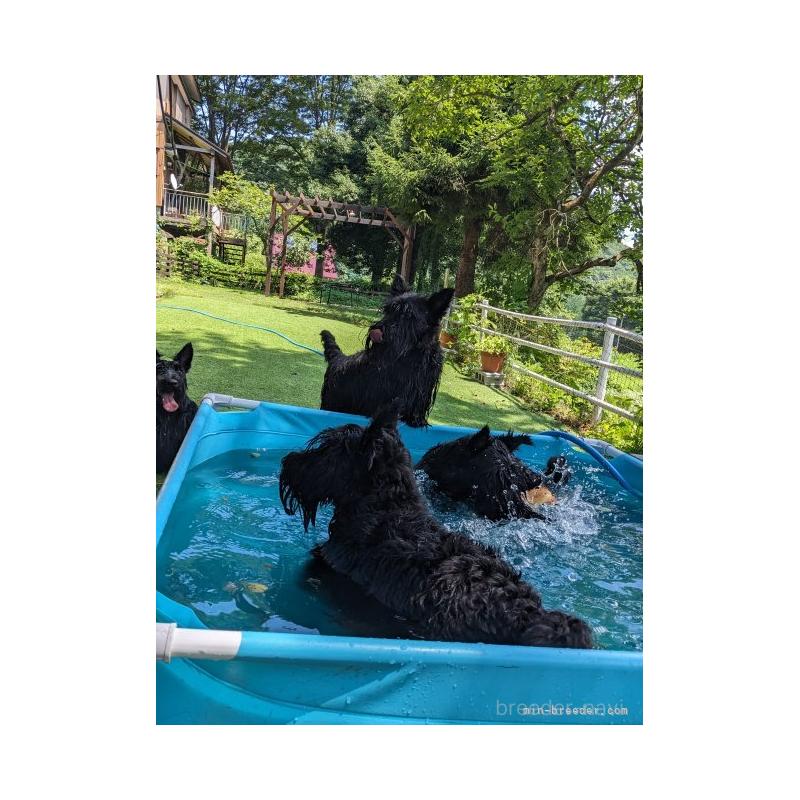 黒川純子ブリーダーの詳細