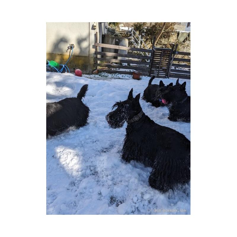 黒川純子ブリーダーの詳細