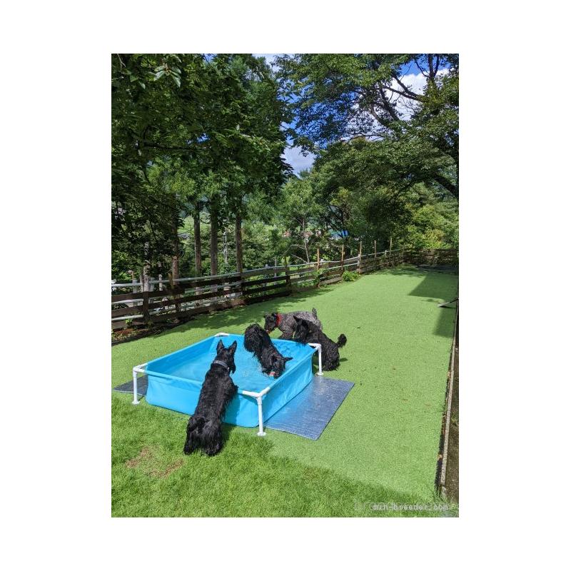 黒川純子ブリーダーの詳細