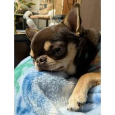 川井照久ブリーダー