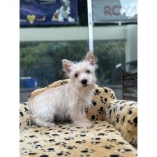 ケアーンテリアの子犬