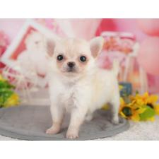 ♀︎チワワ(ロングコート)