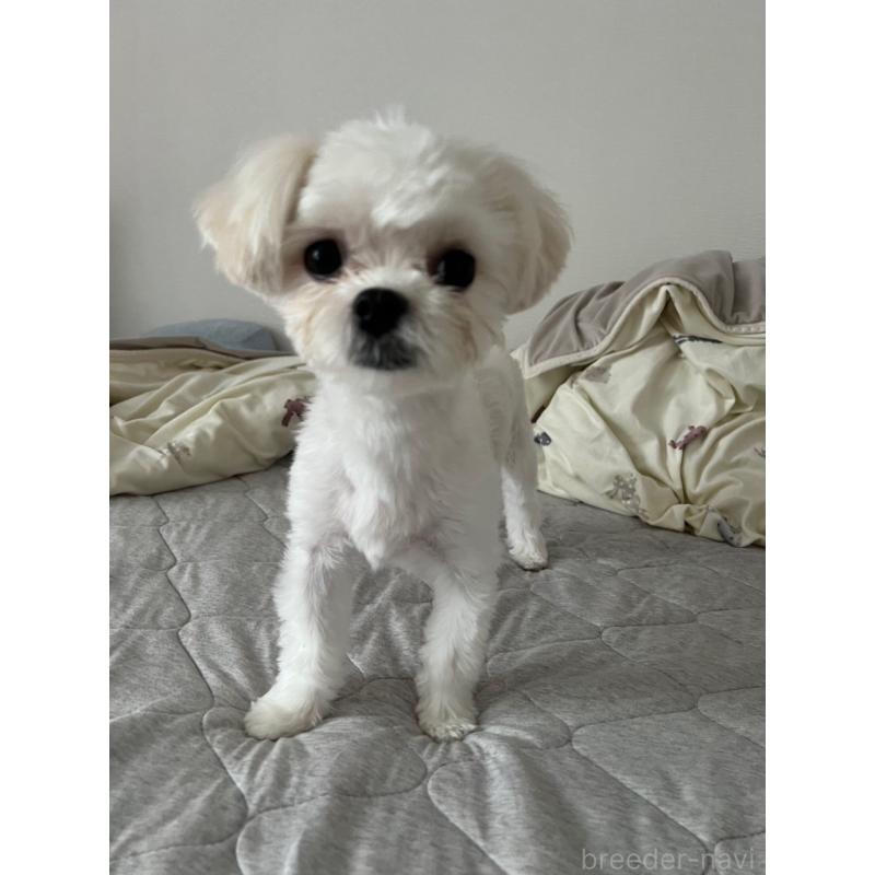 北川由美子ブリーダーの詳細