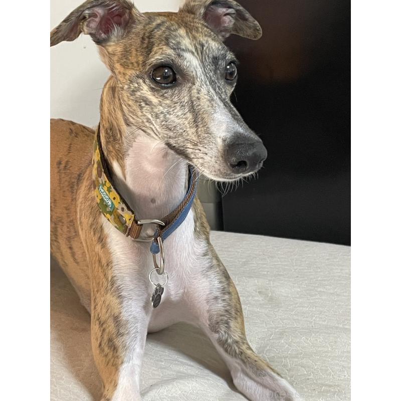 北川由美子ブリーダーの詳細