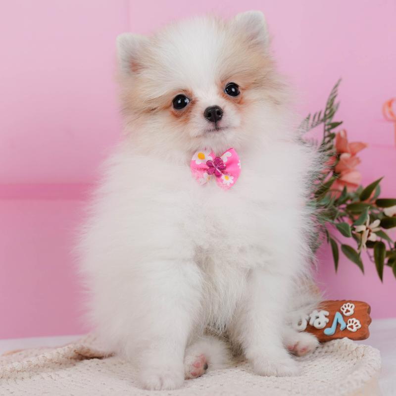 オーダーページ パネル Xmasパーティー ポメラニアン 9/21 オーダー受付　Xmas　ポメラニアン　ご予約ページ　10&frasl;28