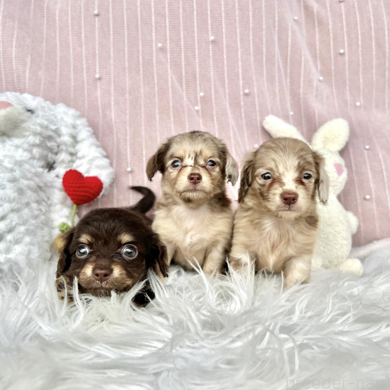 青木佳廉ブリーダーの詳細