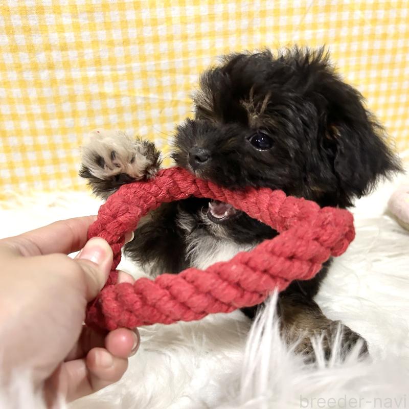 青木佳廉ブリーダーの詳細