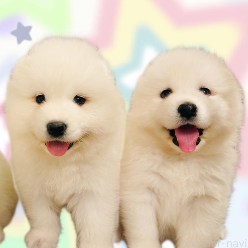 曲越文ブリーダーの詳細の1枚目