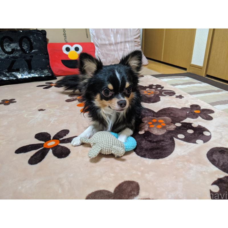 大久保美由紀ブリーダーの詳細