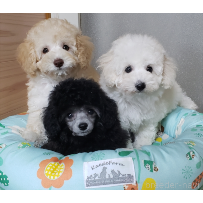 中野亜由美ブリーダーの詳細