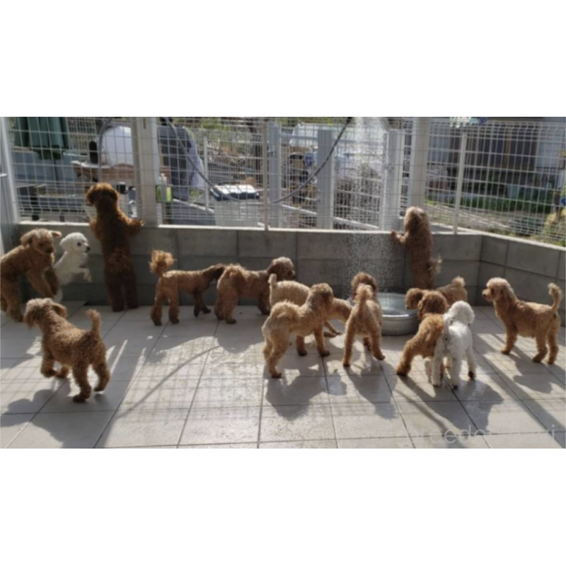 中野亜由美ブリーダーの詳細