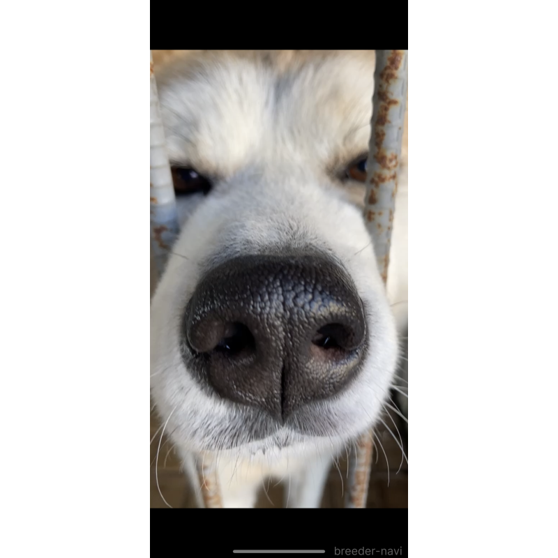 金澤匡隼ブリーダーの詳細の1枚目