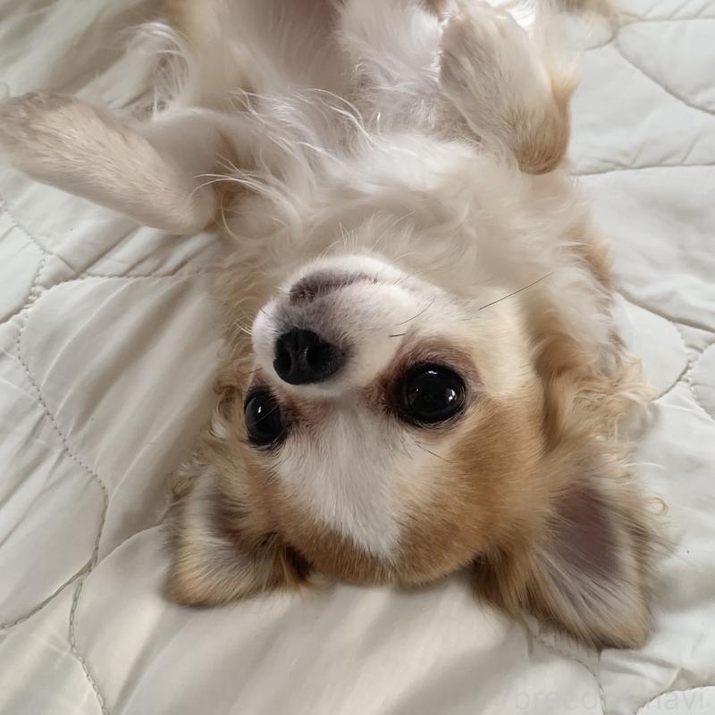 細川翌香ブリーダーの詳細