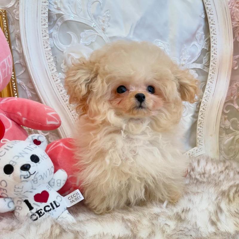 松原留美ブリーダーの詳細