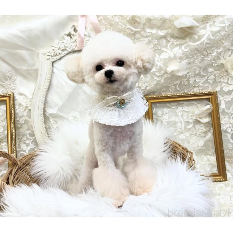 松原留美ブリーダーの詳細