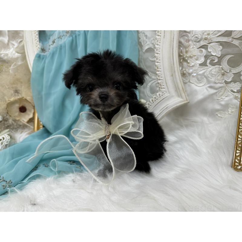 松原留美ブリーダーの詳細