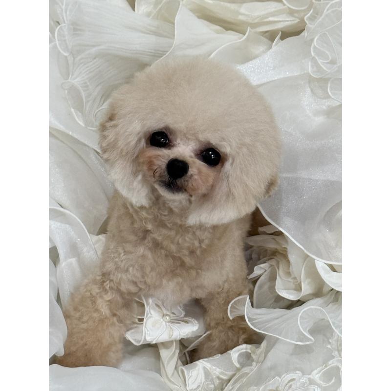 松原留美ブリーダーの詳細